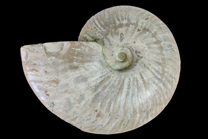 Silver Iridescent Ammonite (Cleoniceras) Fossil - Madagascar #157185